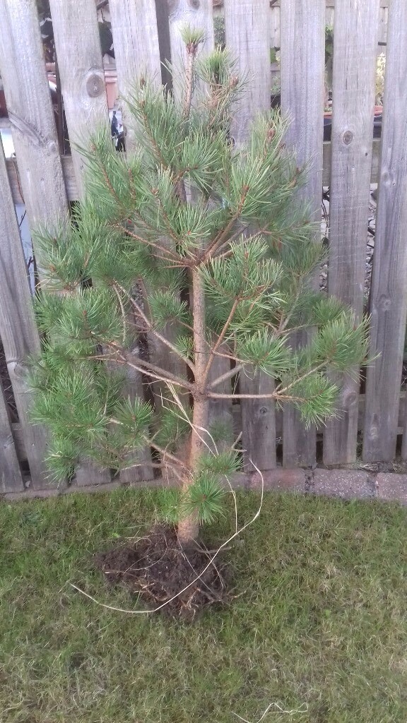 Trees for sale (Scots pine) in Inverness, Highland Gumtree