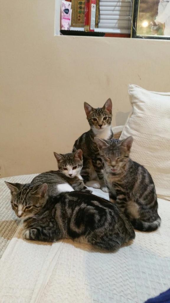 Four kittens looking for a good home in Crawley, West Sussex Gumtree