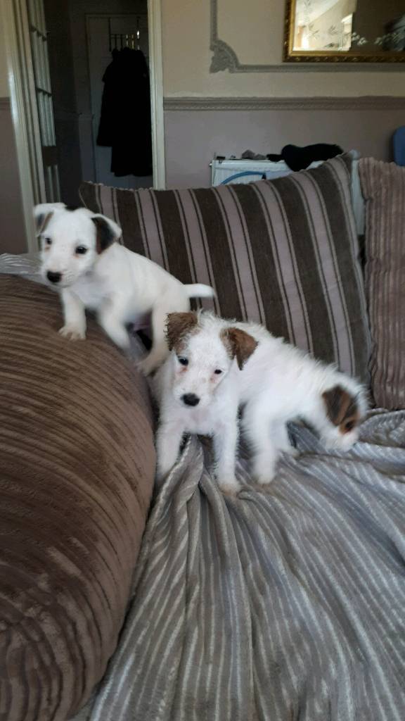 Lakeland parson terrier in Llantwit Fardre, Rhondda Cynon Taf Gumtree