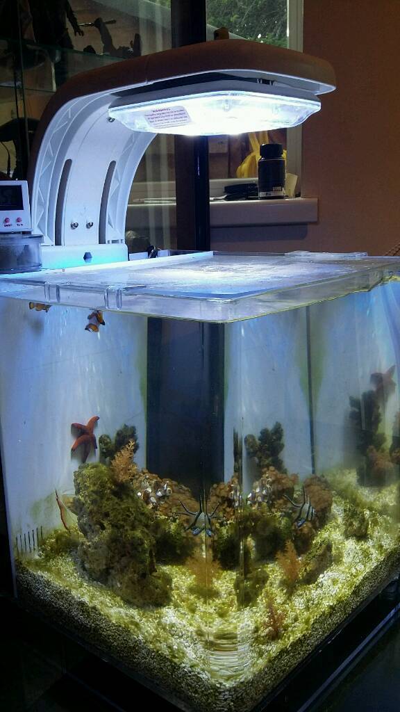 30lt marine fish tank for sale in Coxhoe, County Durham Gumtree