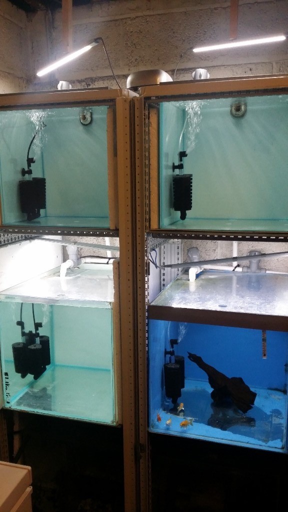FISH TANK RACK 4 X TANKS WITH SUMP ( IDEAL BREEDING DISCUS ETC) in
