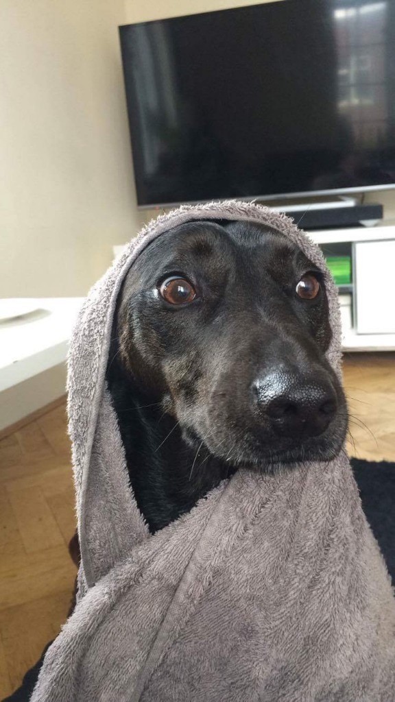 Lovely Lab Whippet Needs New Home In Hyde Park West