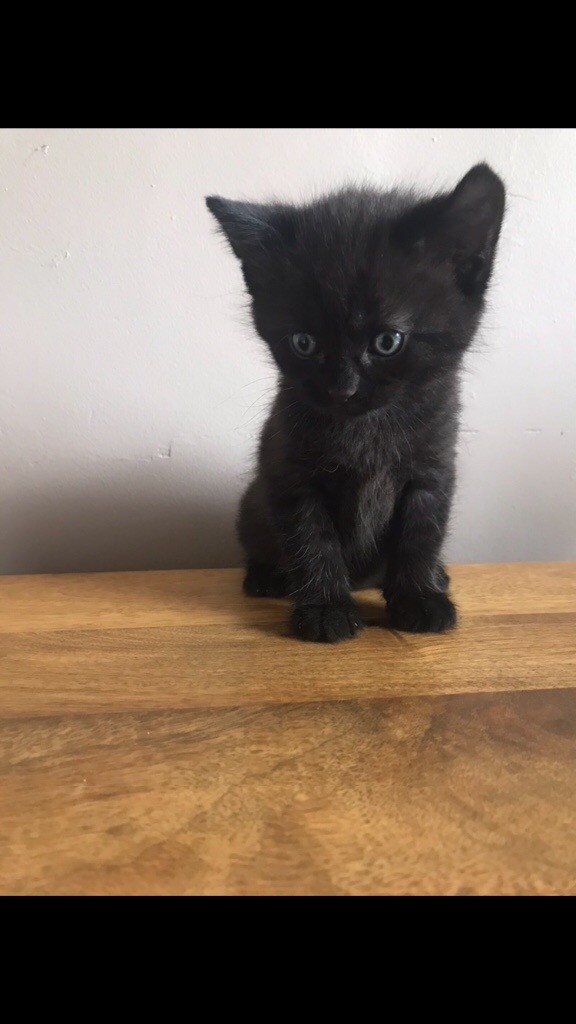 Kitten for sale in Larkfield, Kent Gumtree