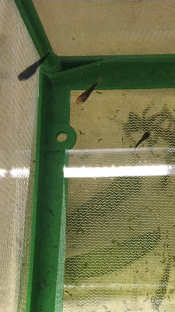 Baby swordtail fish in Aberdeen Gumtree