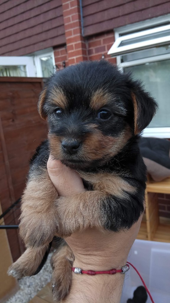 Female Yorkshire terrier puppy for sale! in Tonbridge, Kent Gumtree
