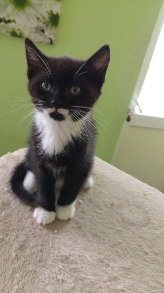 Stunning Ragdolls X kittens - NEW REDUCED PRICE! Don’t MISS out!!! | in