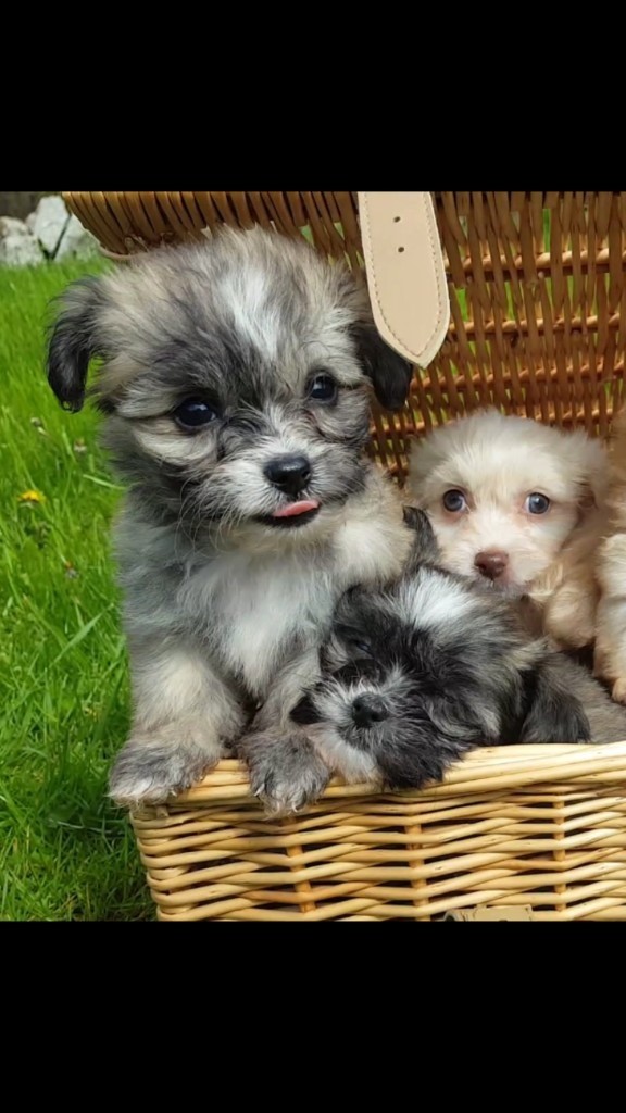 Long Haired Chinese Crested Powder Puff X In Truro Cornwall