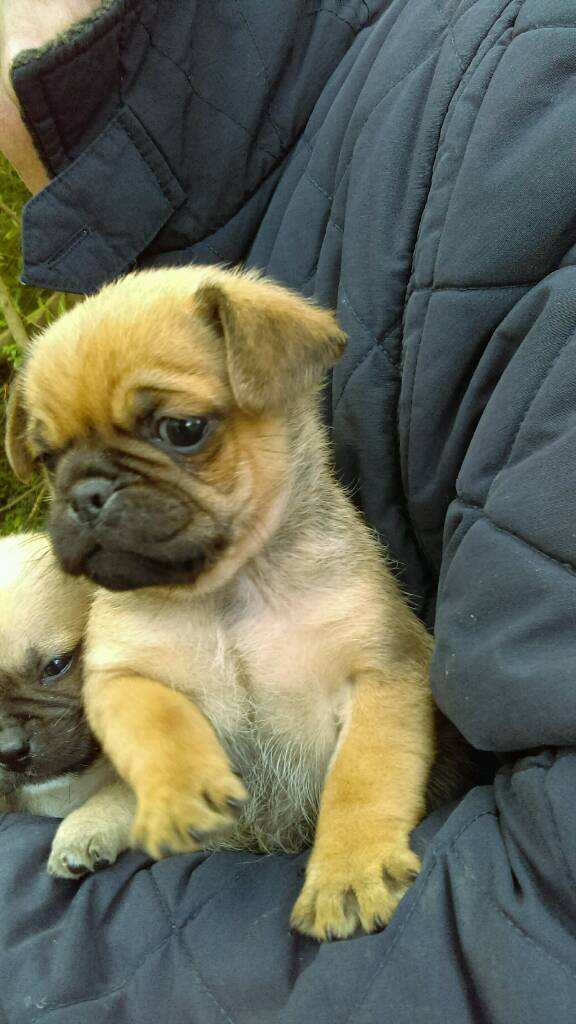 Chug puppy's in Sevenoaks, Kent Gumtree