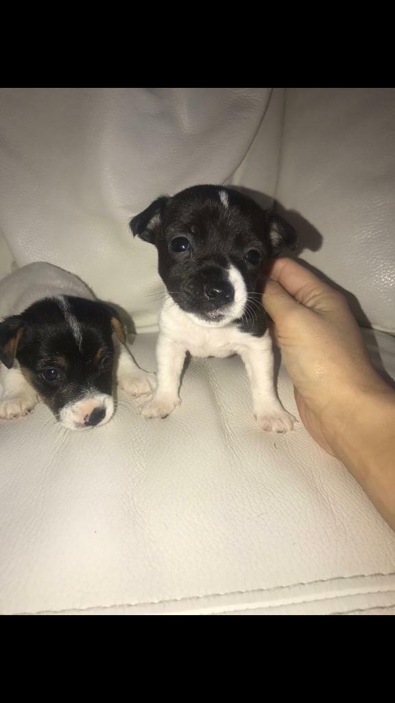 Jack Russel pups in Carnforth, Lancashire Gumtree