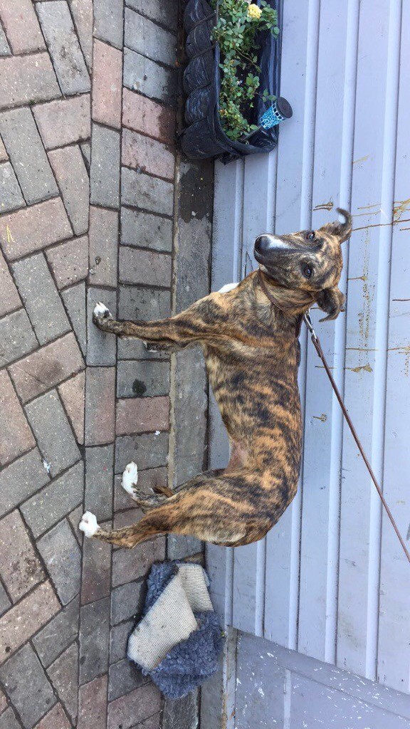 Quality Lurcher Pup For Sale