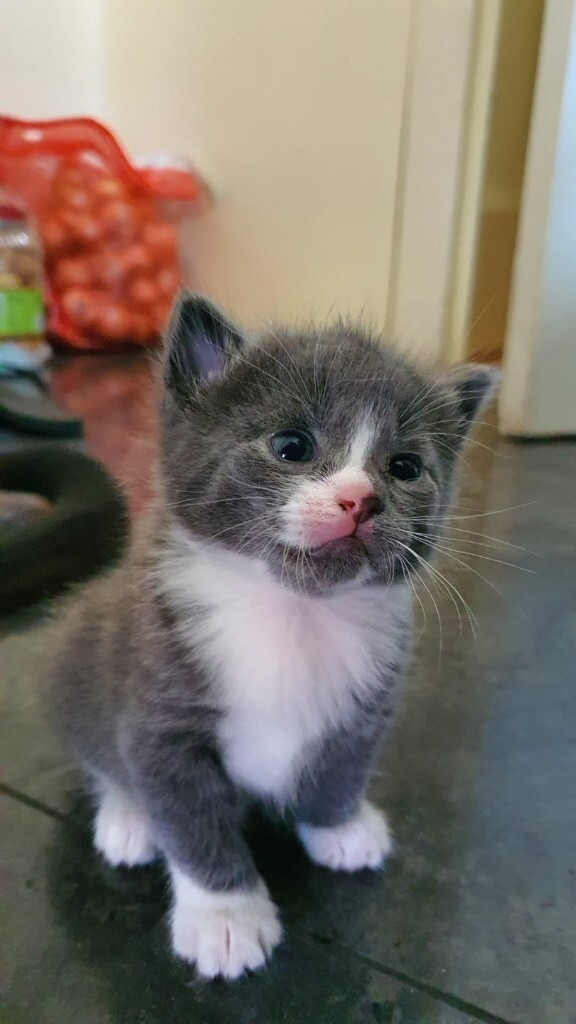 Adorable kittens for sale in Croydon, London Gumtree