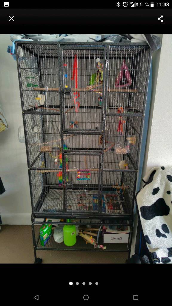XL bird cage and full setup in Hove, East Sussex Gumtree