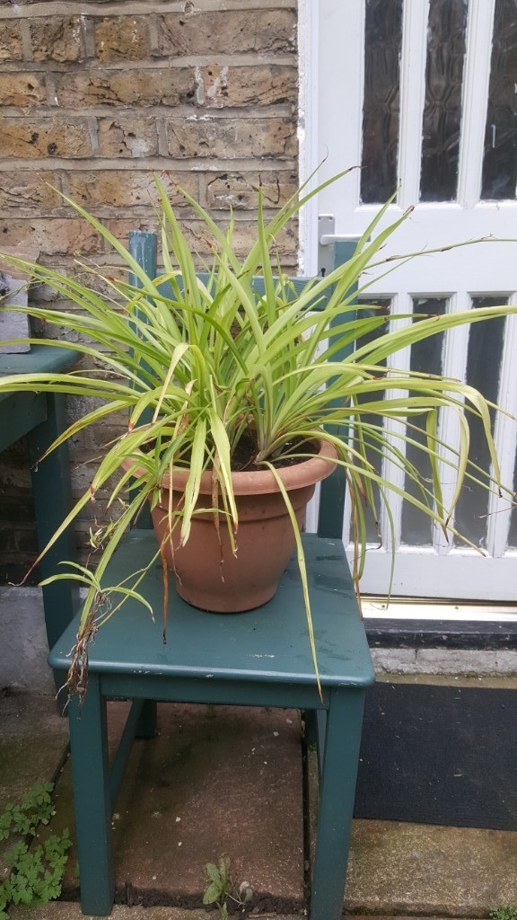 LARGE Spider Plant. Indoor or Outdoor in Stoke Newington