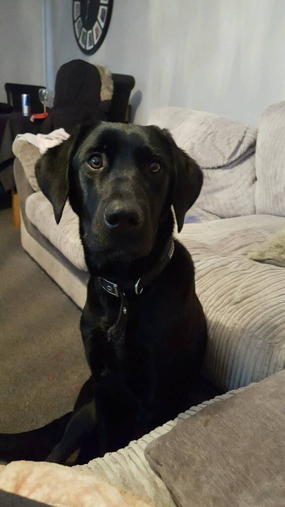 1 year old Labrador in Maidstone, Kent Gumtree
