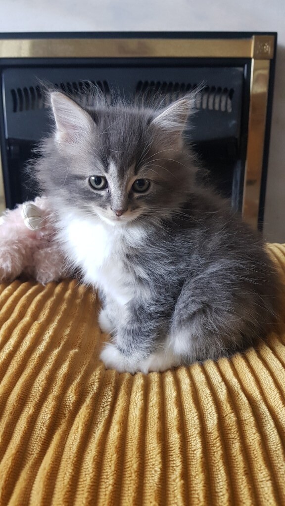 Ragdoll Cross British Short Hair Blue Tabby Girl In Shifnal