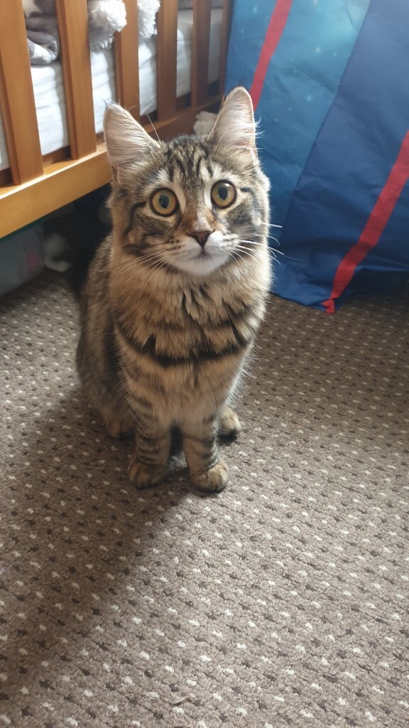 Medium/long hair tabby female kitten 7 months1q | in Croydon, London