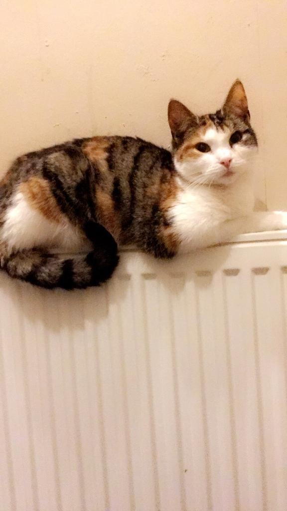 Beautiful tabby Cat (rare colour) in Perry Barr, West Midlands Gumtree