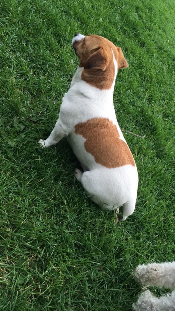 Jack Russel puppies in Dalston, Cumbria Gumtree