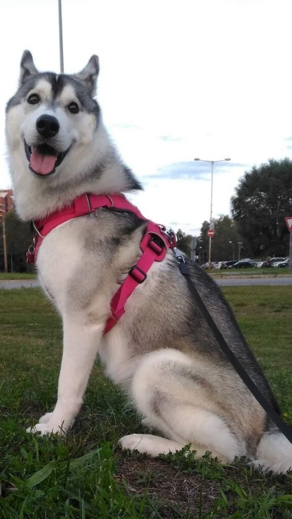 For rehoming Siberian husky in Wisbech, Cambridgeshire Gumtree