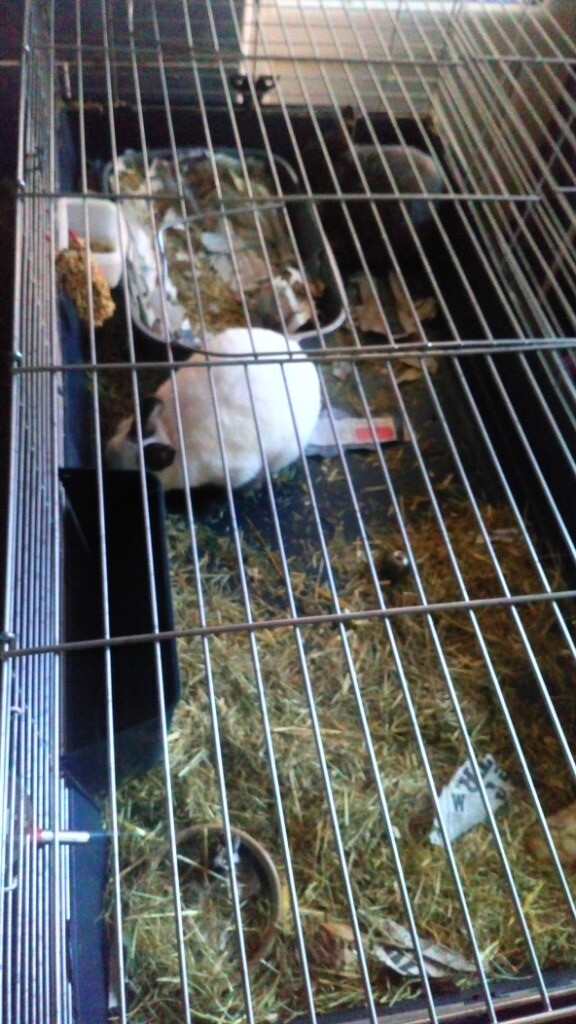 Two beautiful netherland Dwarf rabbits and 4ft indoor cage in