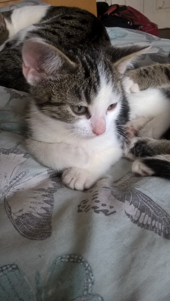 Grey Fluffy Kittens For Sale 3 grey fluffy kittens for sale 2 boys 1