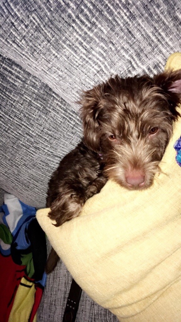 Female 8 Month Patterdale Terrier In Edinburgh Gumtree