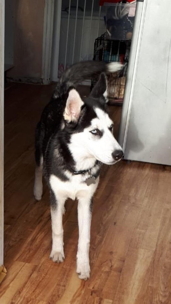 Siberian Husky for sale in Norris Green, Merseyside Gumtree