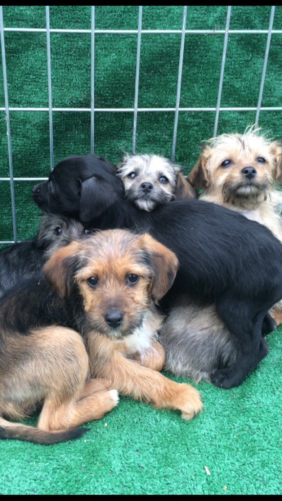 Border poo puppy's | in Mildenhall, Suffolk | Gumtree
