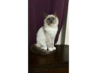 PURE RAGDOLL KITTEN MALE 4 MONTHS BLUE POINT MITTED
