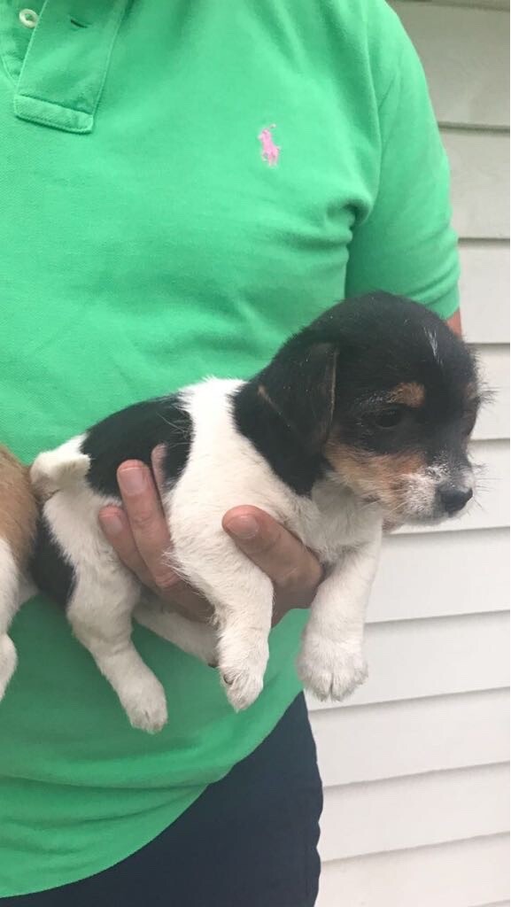 Miniature Jack Russell Puppies. in Sittingbourne, Kent Gumtree