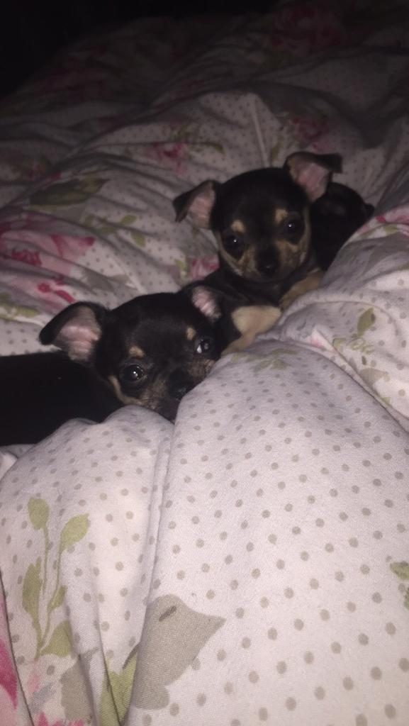 Female teacup chihuahua puppy in Rye, East Sussex Gumtree