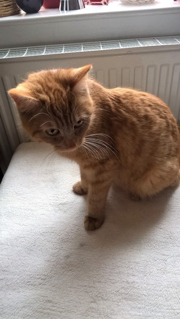 ginger female cat in Immingham, Lincolnshire Gumtree