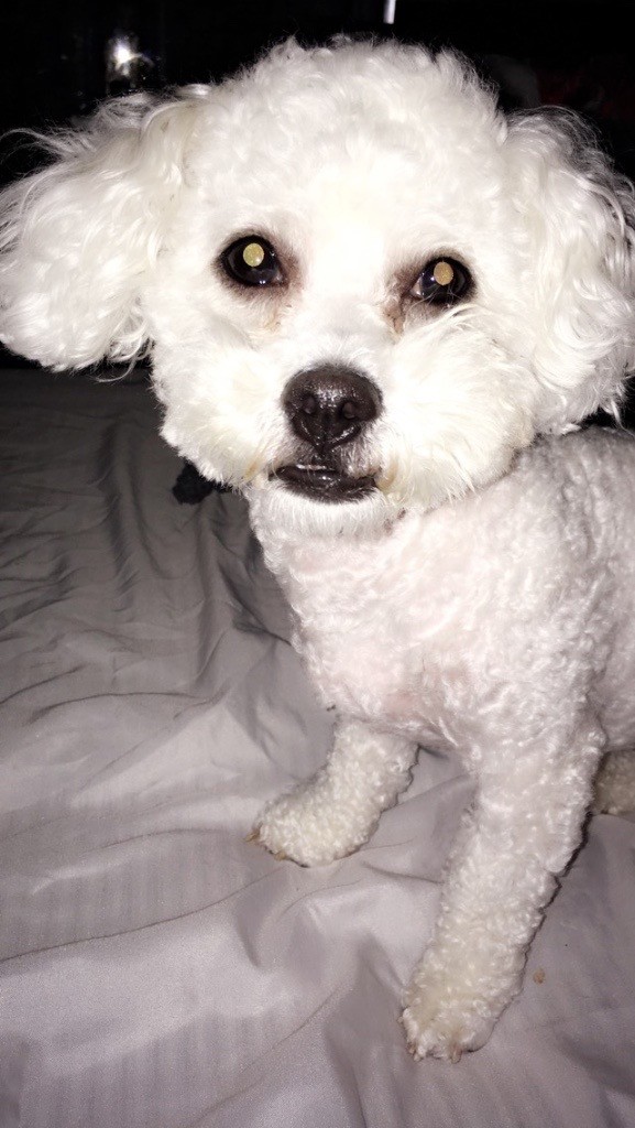 3 Year Old KC reg female Bichon frise for sale in Duddingston