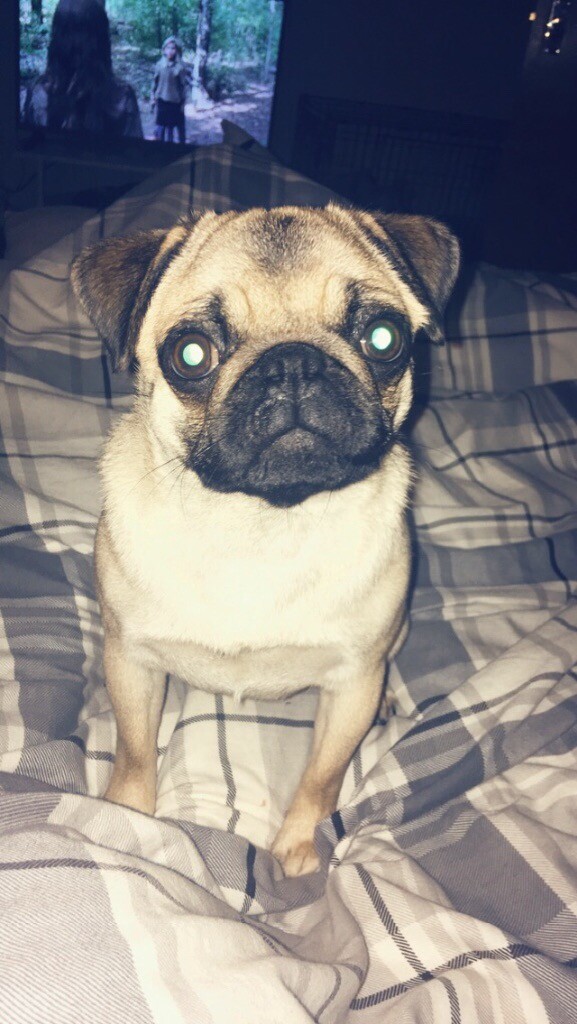 Female pug for sale in East End, Glasgow Gumtree