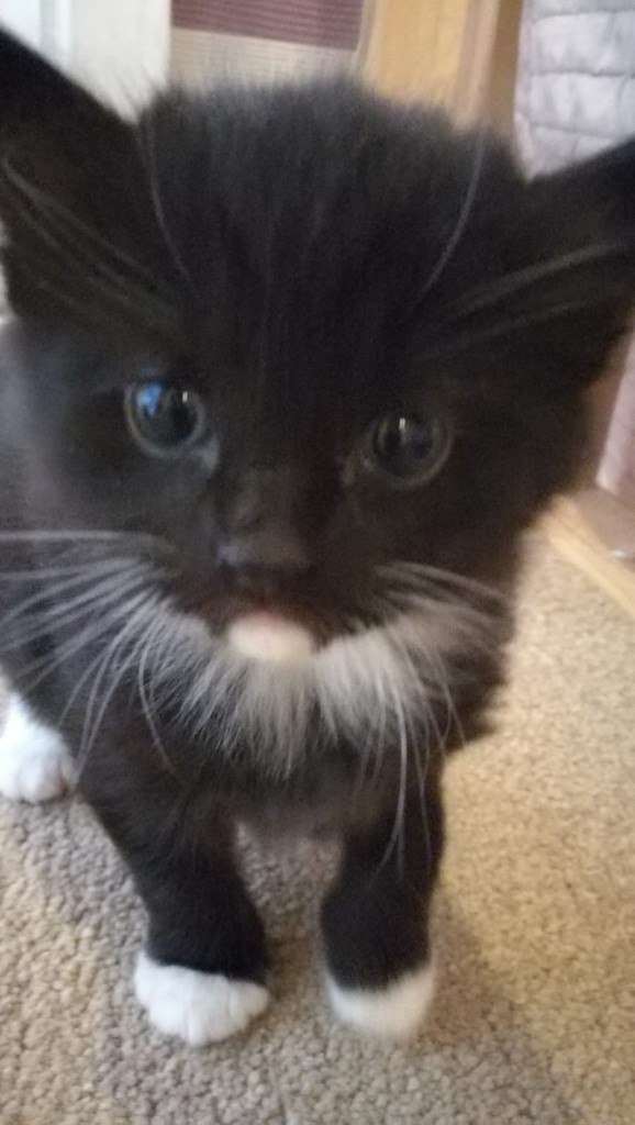 Kittens for sale in Perth, Perth and Kinross Gumtree