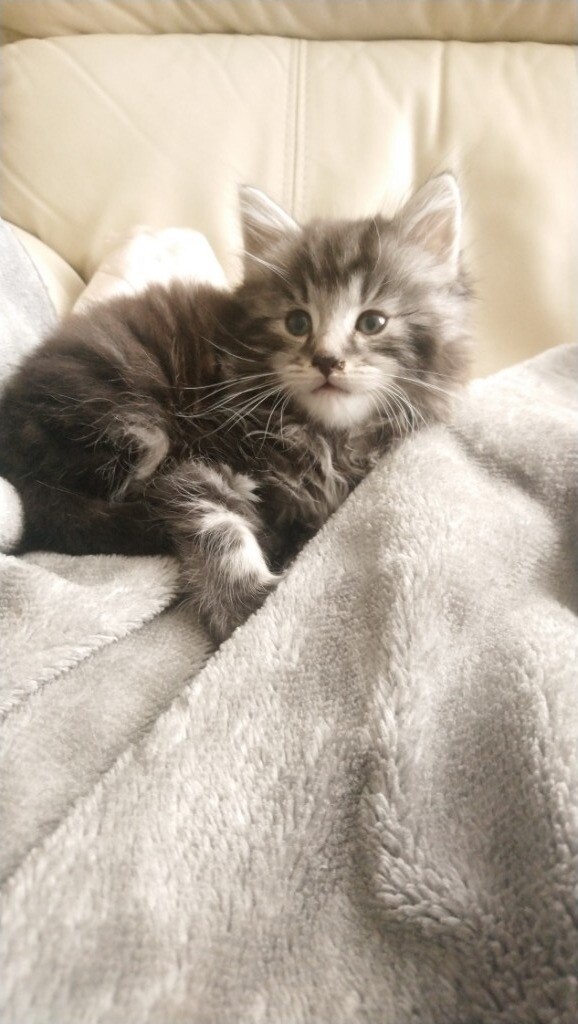 Kitten for sale in Frampton Cotterell, Bristol Gumtree