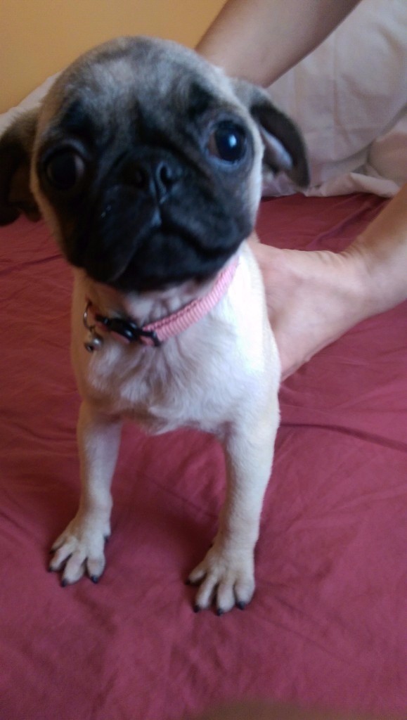 Female fawn pug puppy (12 weeks old) in Middlesbrough, North