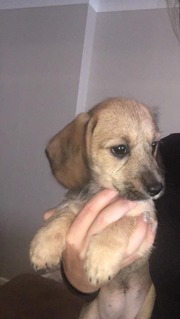 Last Dachshund x Bichon female puppy for sale in Brynmawr, Blaenau