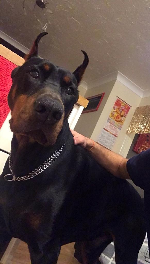 Male Doberman for sale in Lowestoft, Suffolk Gumtree