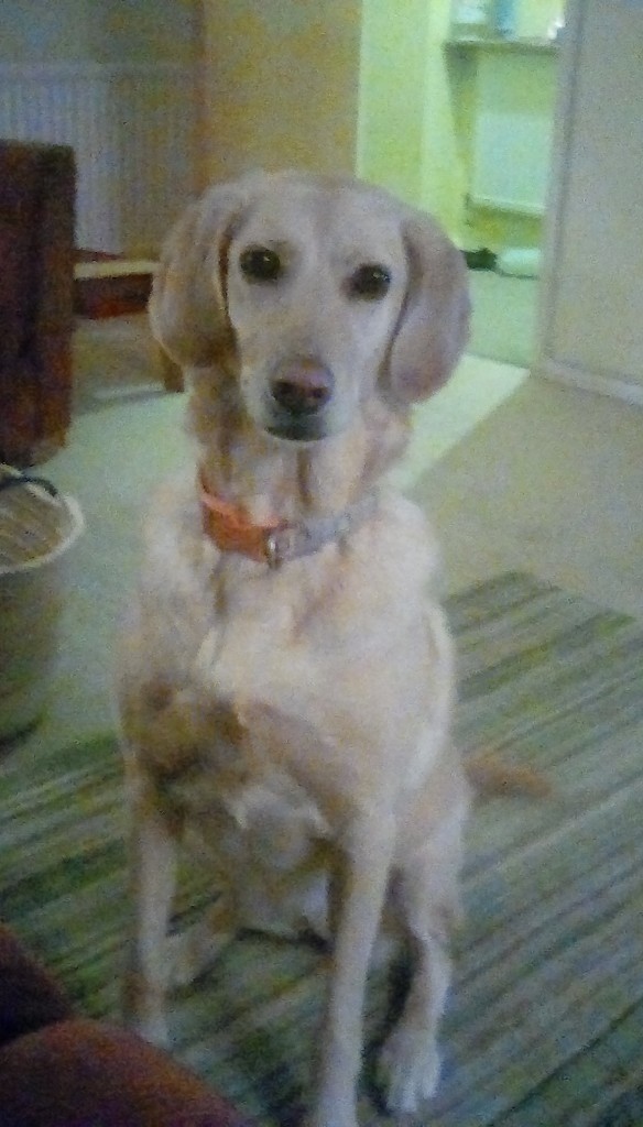 golden flat coated labradoodle Jessie in Dereham, Norfolk