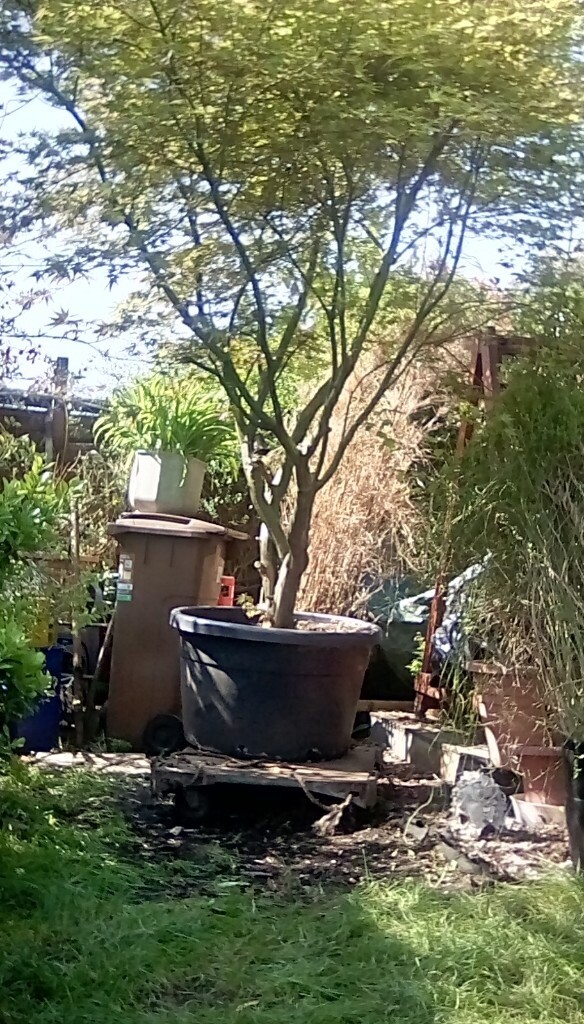 Pot Grown 12 ft Acer tree in Sutton, London Gumtree