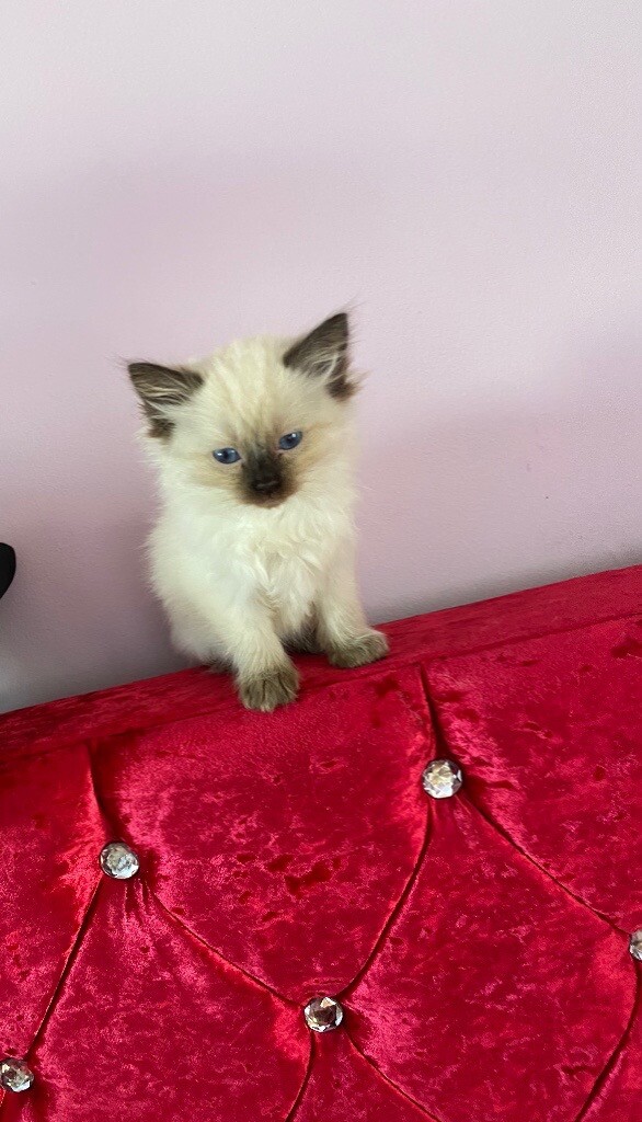 Ready Now! Female kitten ragdoll in Aberdeen Gumtree