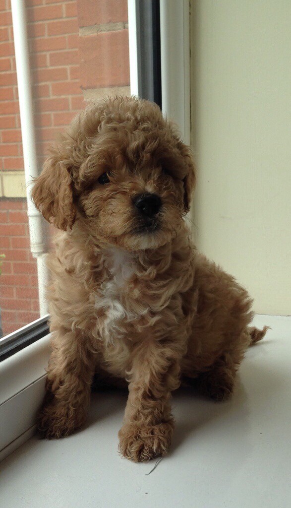 Pedigree Toy poodle pups in Derby, Derbyshire Gumtree