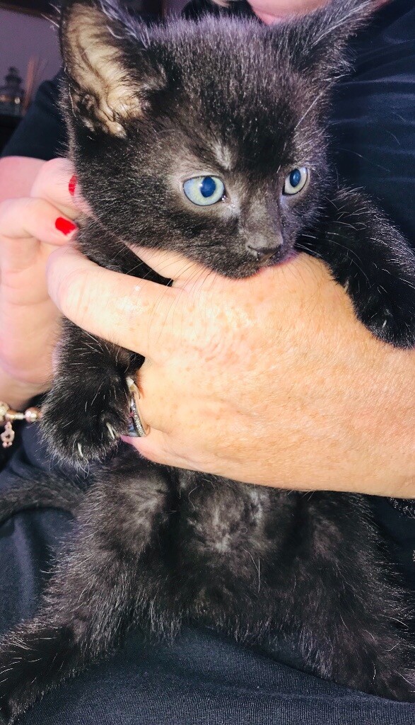 Full black kitten in Felsted, Essex Gumtree