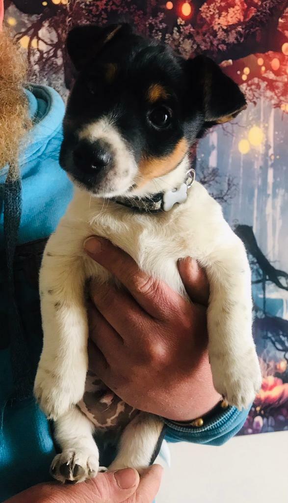 Jack Russell puppies in Bridport, Dorset Gumtree