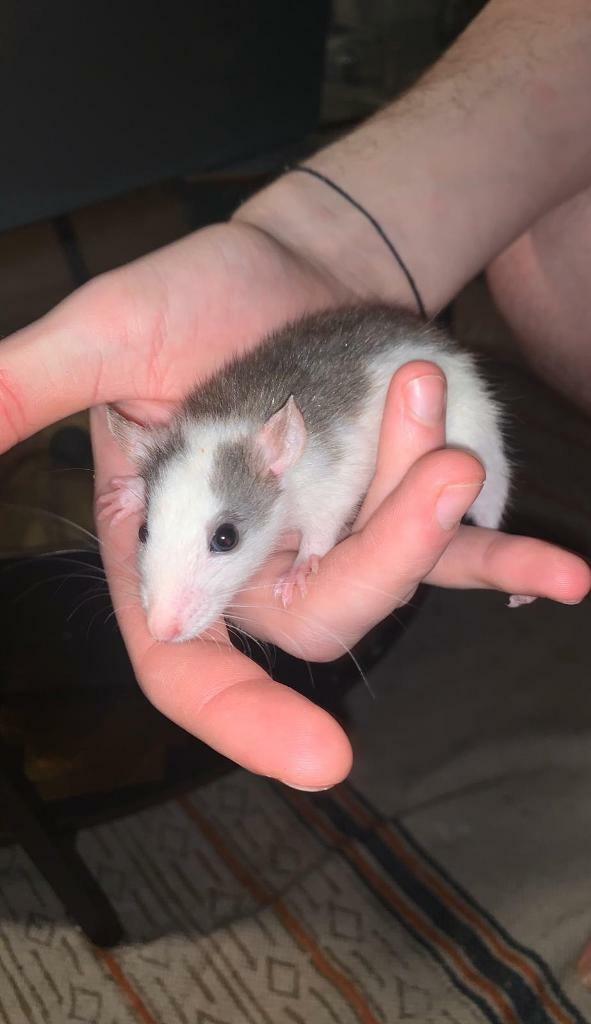 4 female rats for sale in Chester, Cheshire Gumtree