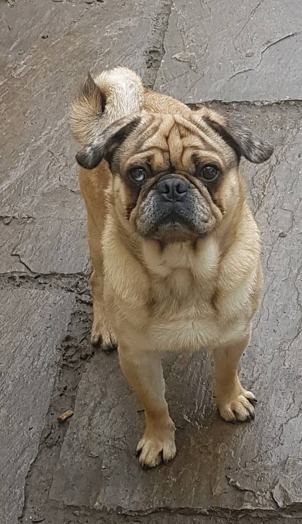 Fawn merle pug in East Boldon, Tyne and Wear Gumtree