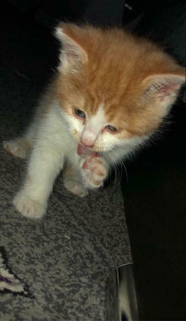 Ginger kitten 8 weeks old Male in Halifax, West Yorkshire Gumtree