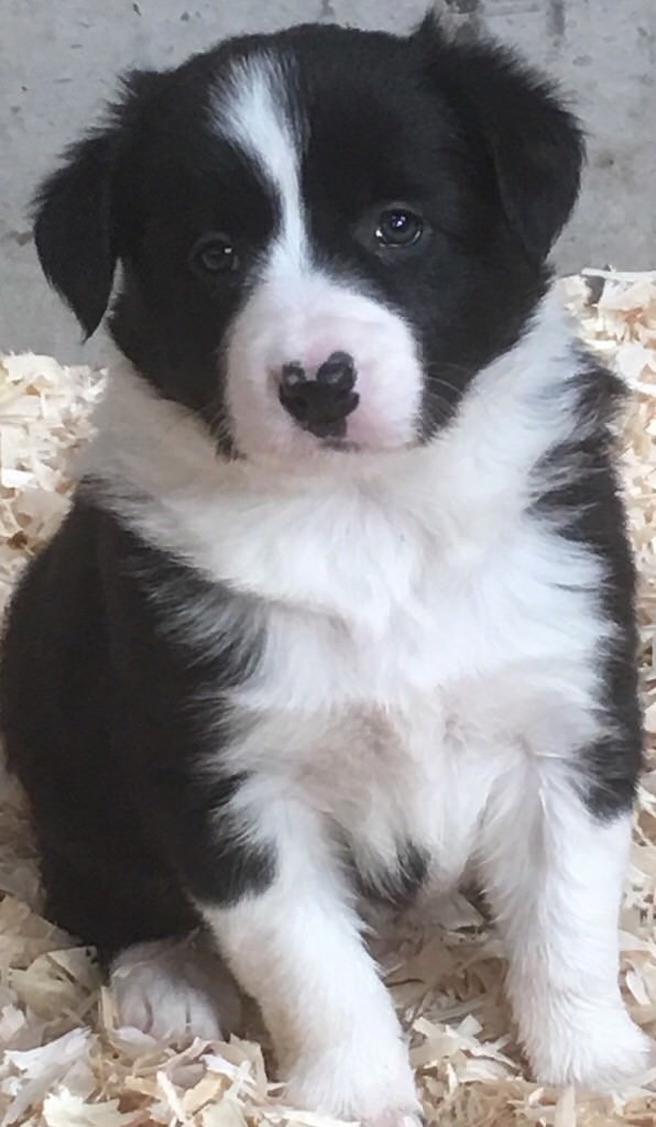 Border Collie puppies in Stonehaven, Aberdeenshire Gumtree