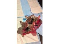 LILAC AND TAN FRENCH BULLDOGS KC REGISTERED